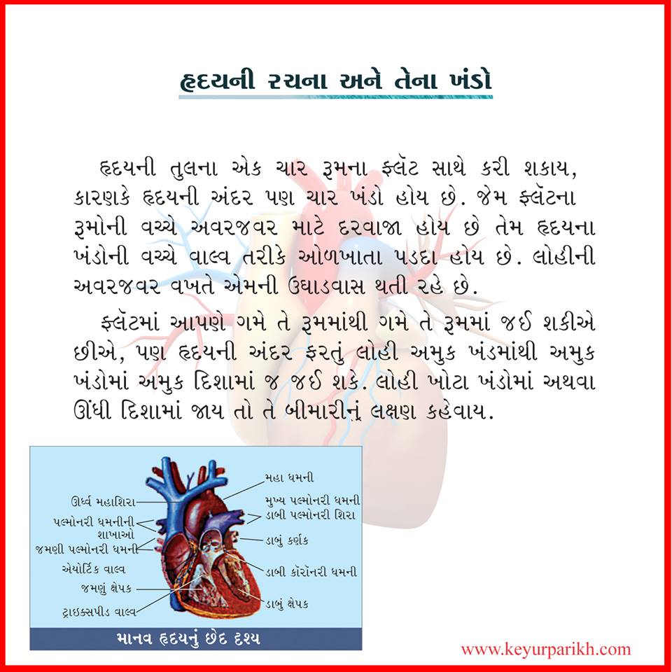 હૃદયની રચના અને તેના ખંડો 