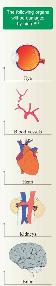 The following organs will be damaged by high blood pressure. 