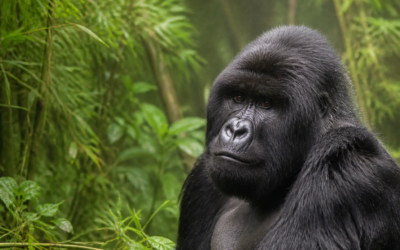 Why Gorillas Matter: Understanding Rwanda’s Volcanoes National Park