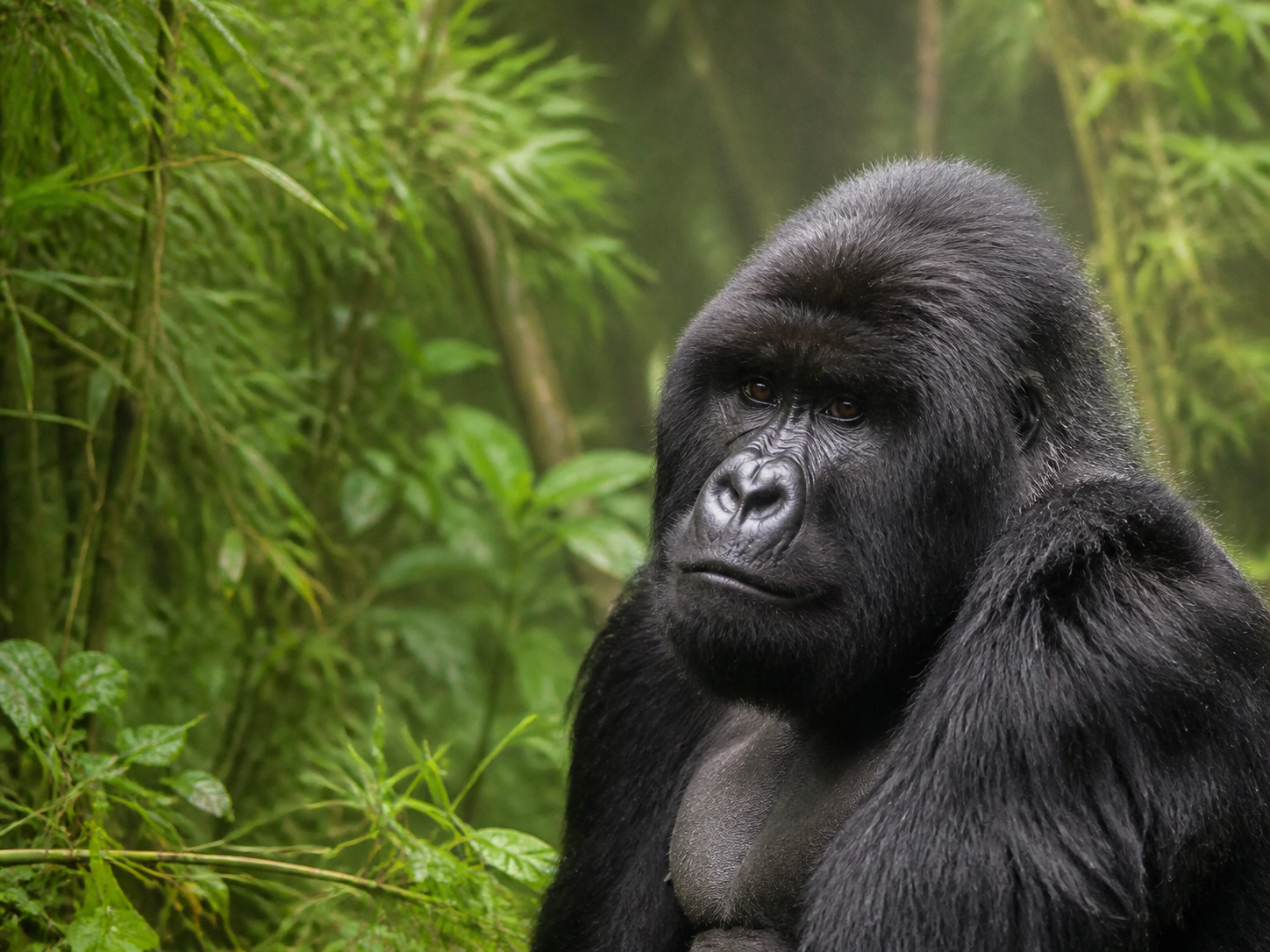 Mountain gorilla in a lush forest